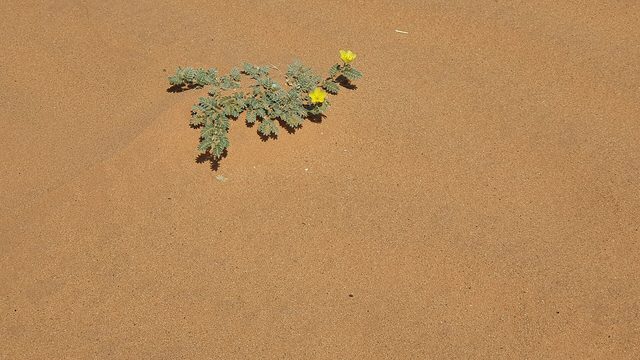 Representative photo of attractions in Saudi Arabia, not Mawan Hidden Canyon