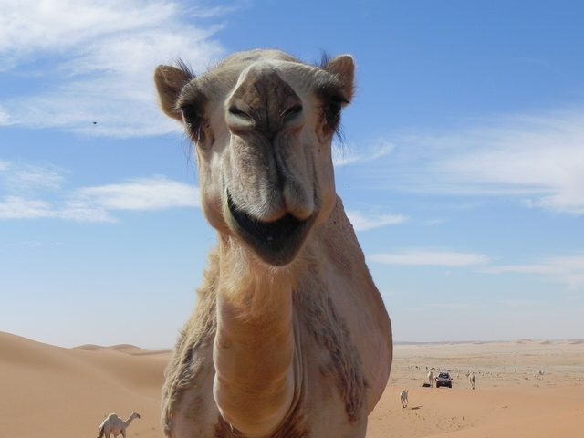 Representative photo of desert & dunes in Saudi Arabia, not Biniyat al Hisan