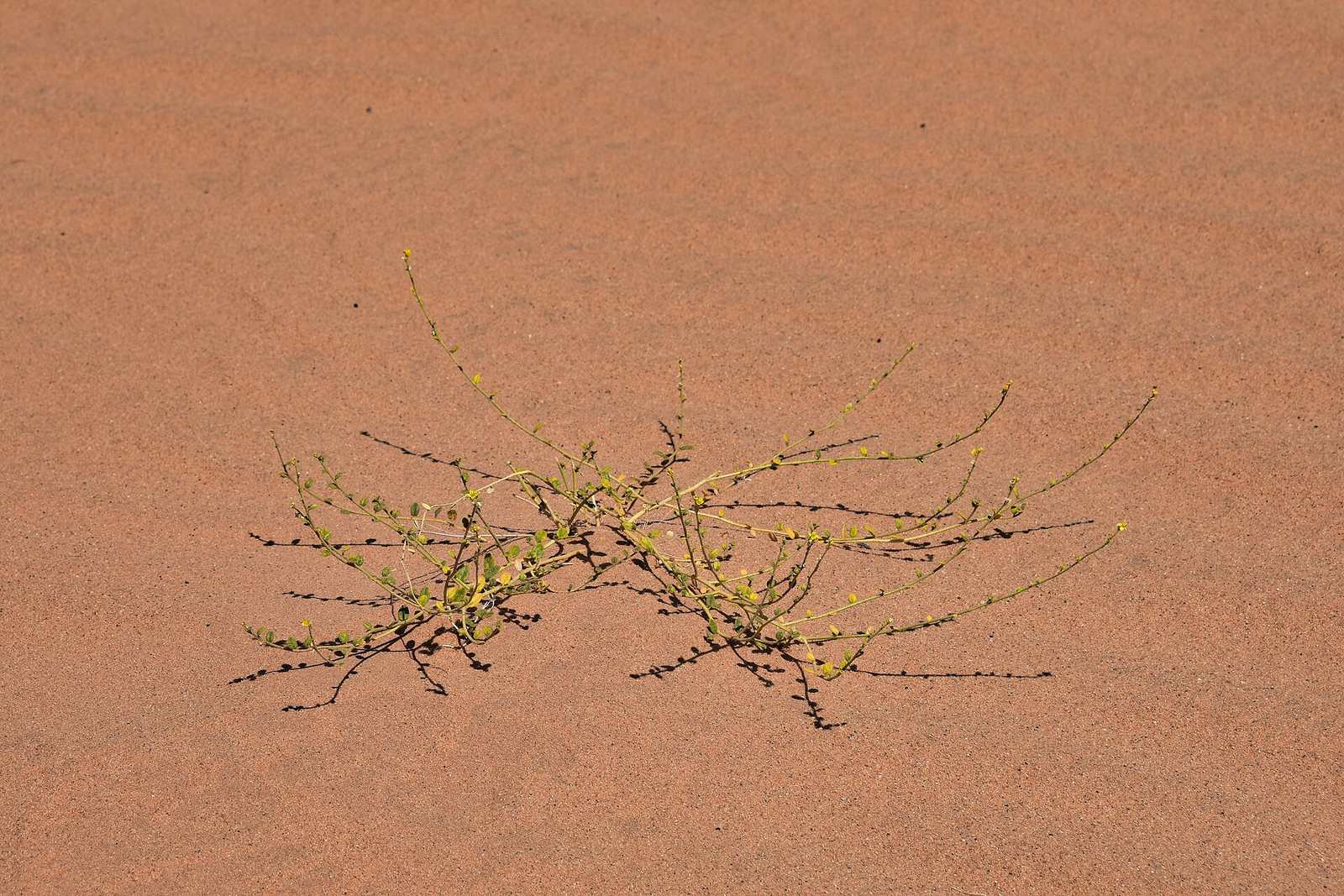 Representative photo of viewpoints in Saudi Arabia, not view point to Al Qufayl mountains