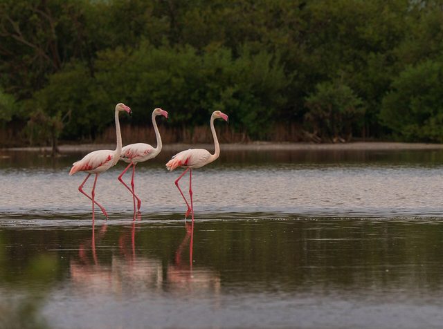 Representative photo of wildlife & reserves in Saudi Arabia, not Fareed Farm Private Zoo