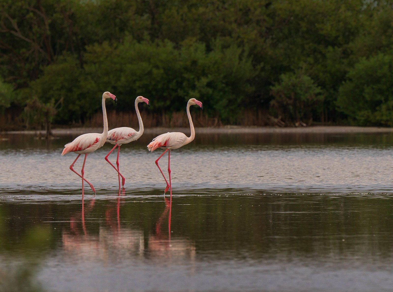 Representative photo of wildlife & reserves in Saudi Arabia, not Al-Khunfah