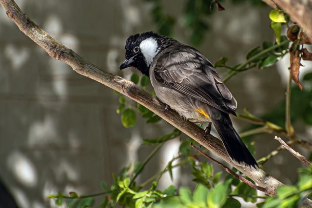Representative photo of wildlife & reserves in Saudi Arabia, not Juzur Farasan