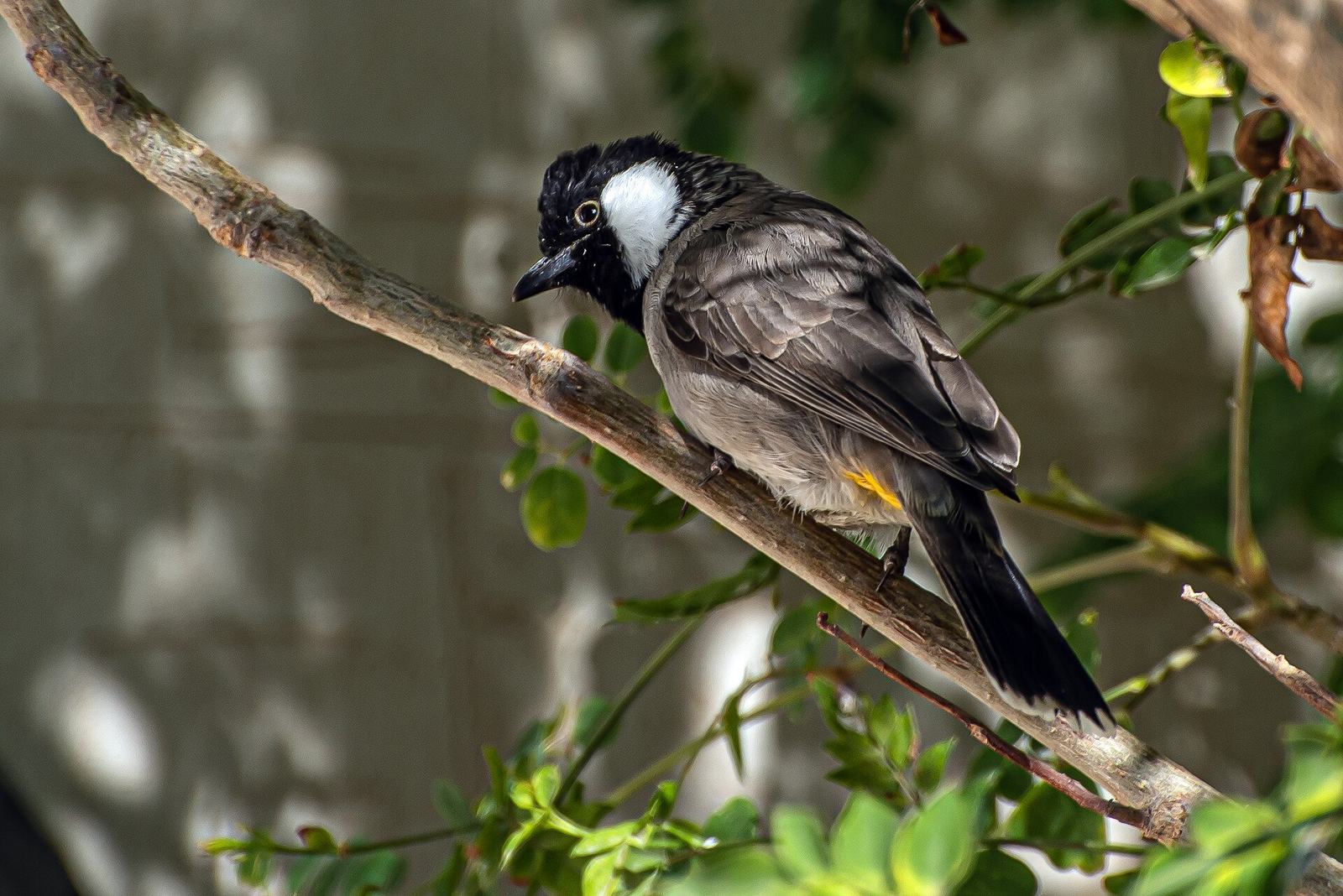 Representative photo of wildlife & reserves in Saudi Arabia, not Jabal Shada al-A‘la Reserve