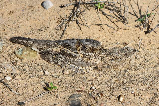Representative photo of wildlife & reserves in Saudi Arabia, not Umm al-Qamari islands in Saudi Arabia