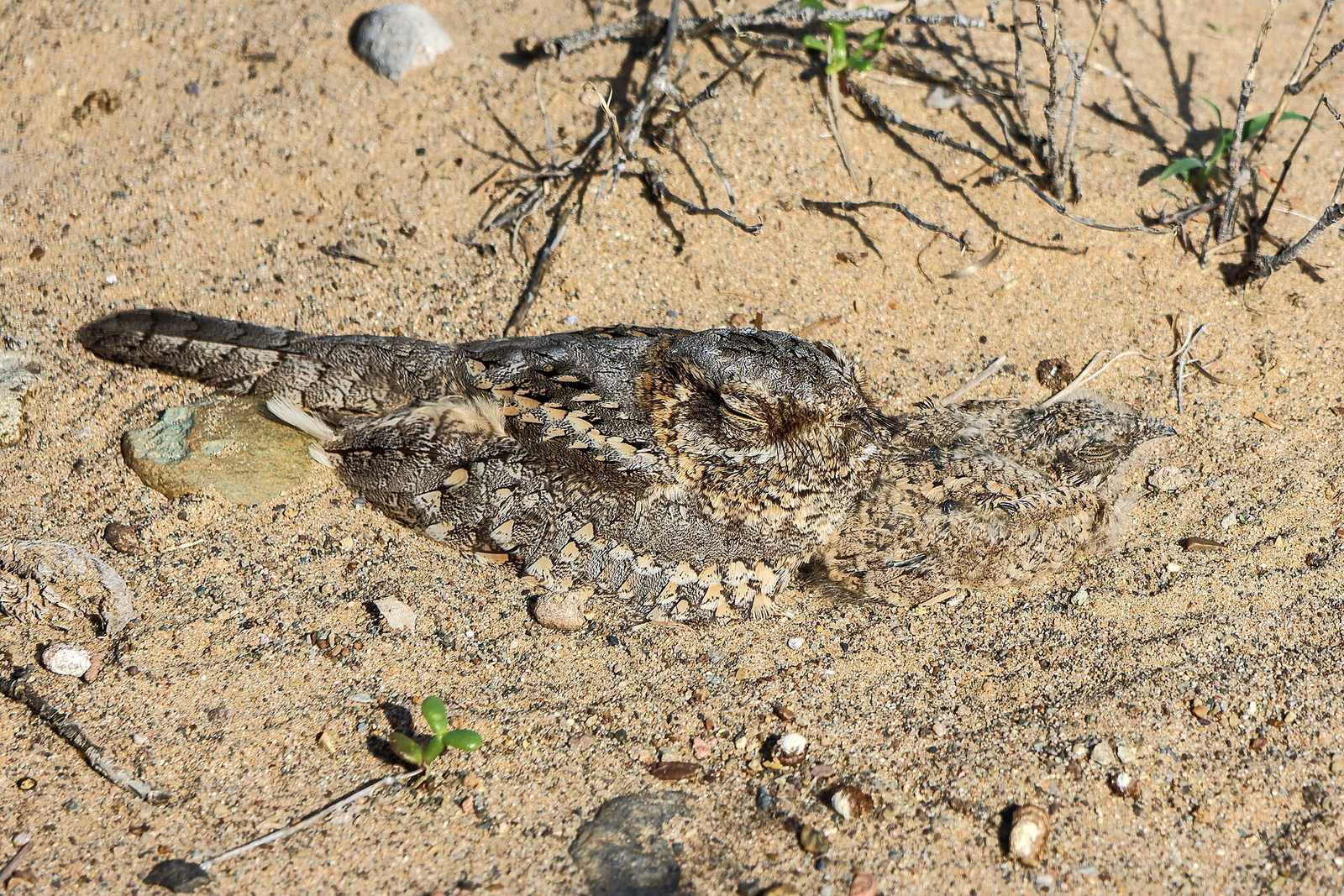 Representative photo of wildlife & reserves in Saudi Arabia, not Albizia lebbeck tree