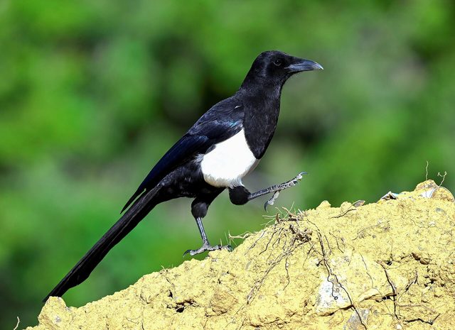 Representative photo of wildlife & reserves in Saudi Arabia, not Jabal Aja Protected Area