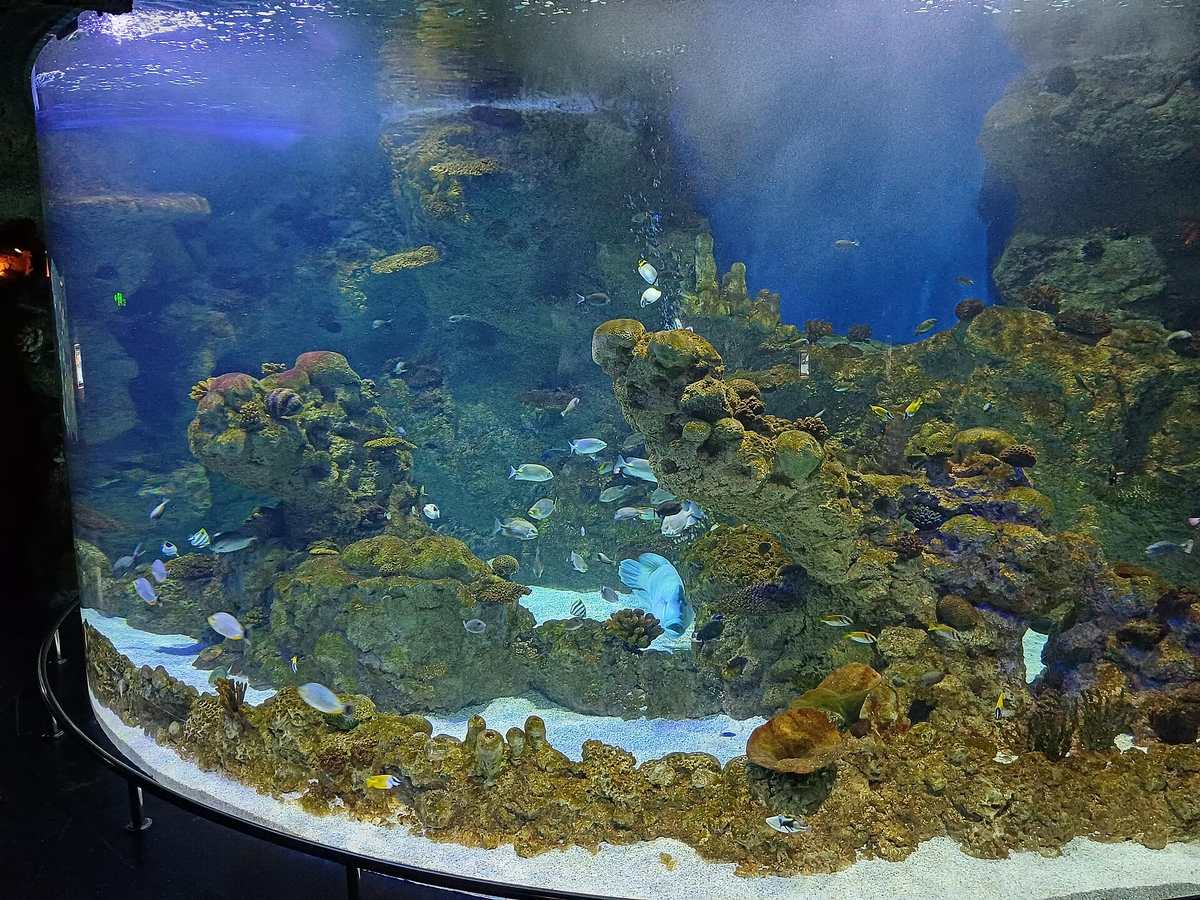 Fakieh Aquarium — Fakieh Aquarium (1).jpg