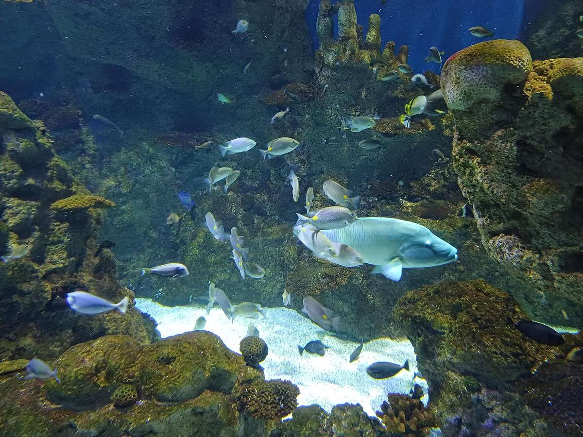 Fakieh Aquarium — Fakieh Aquarium (2).jpg