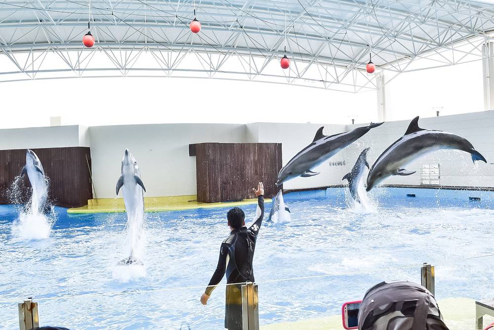 Fakieh Aquarium — Dolphin show at Fakieh Aquarium.jpg