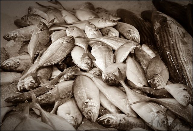 Fish Market