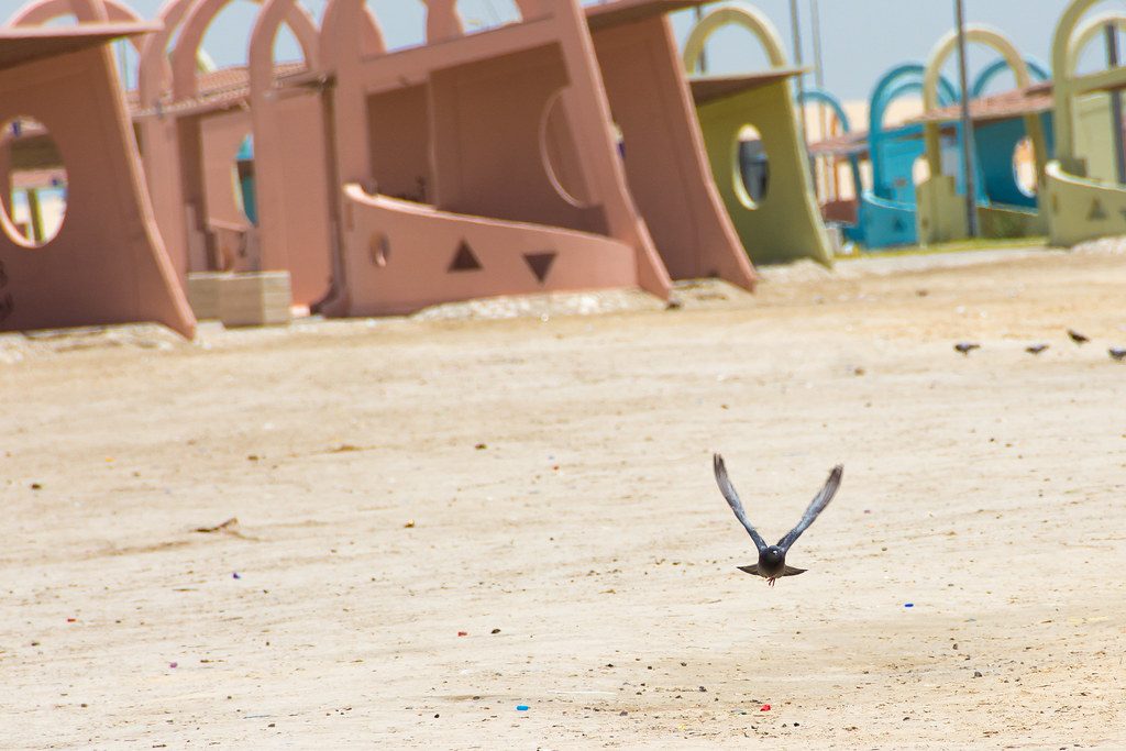 Half Moon Bay — 'Wild life' in Half Moon bay