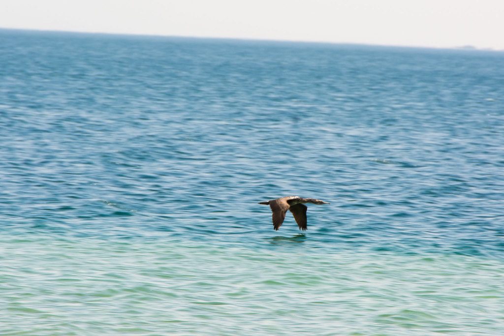 Half Moon Bay — 'Wild life' in Half Moon bay