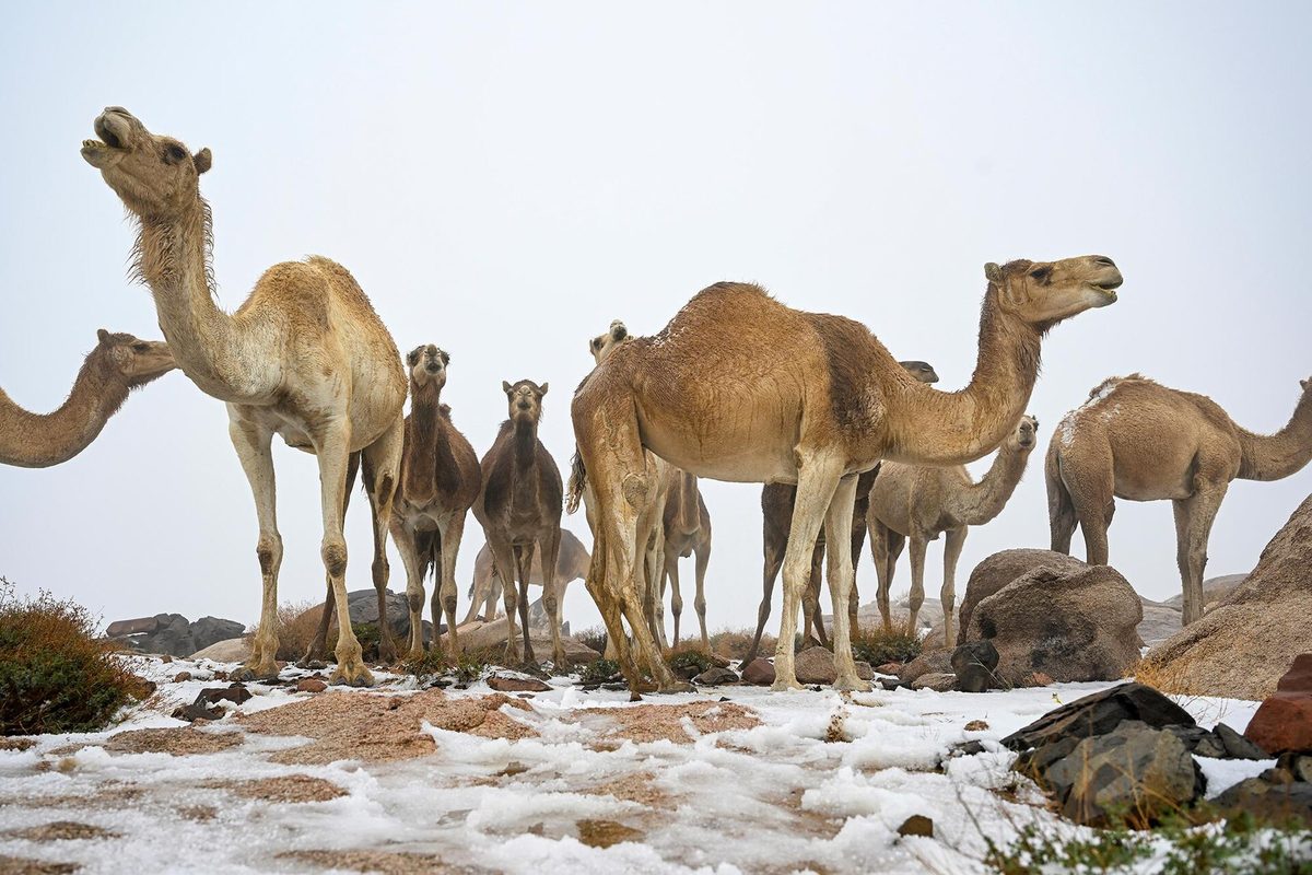 Jabal al Lawz — الإبل بين الثلوج في جبل اللوز.jpg