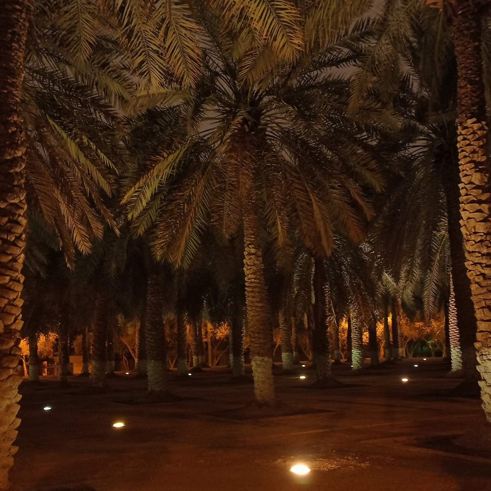 Oasis Park — Palm Oasis Murabba Riyadh