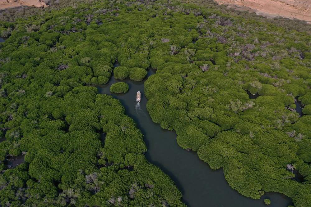 Qandal Forest — Al-Qandal Forest, Farasan Governorate in Saudi Arabia, 2024