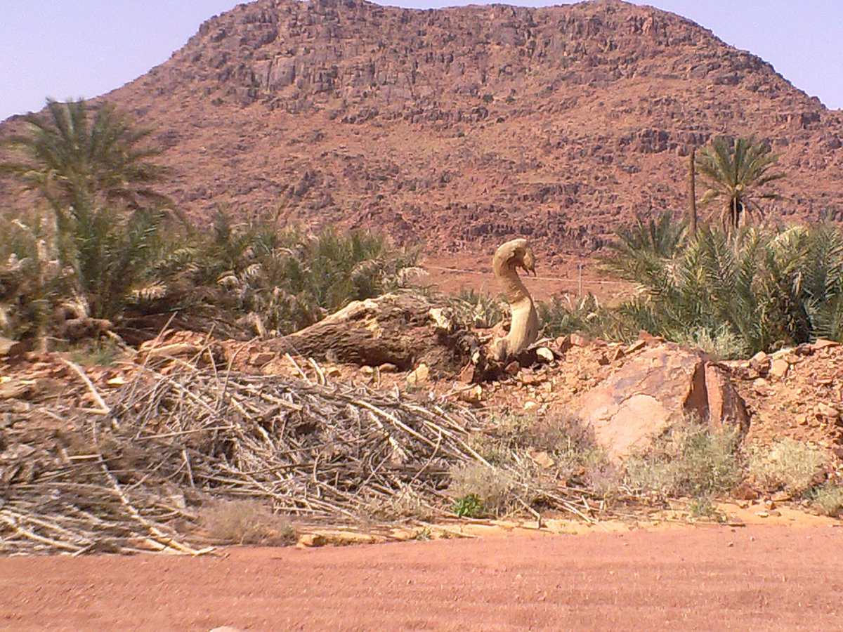 Shammar Mountains — صورة طائر غريب من وحي الطبيعة - panoramio - Abothamer Homoud.jpg