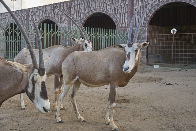 Taif Zoo