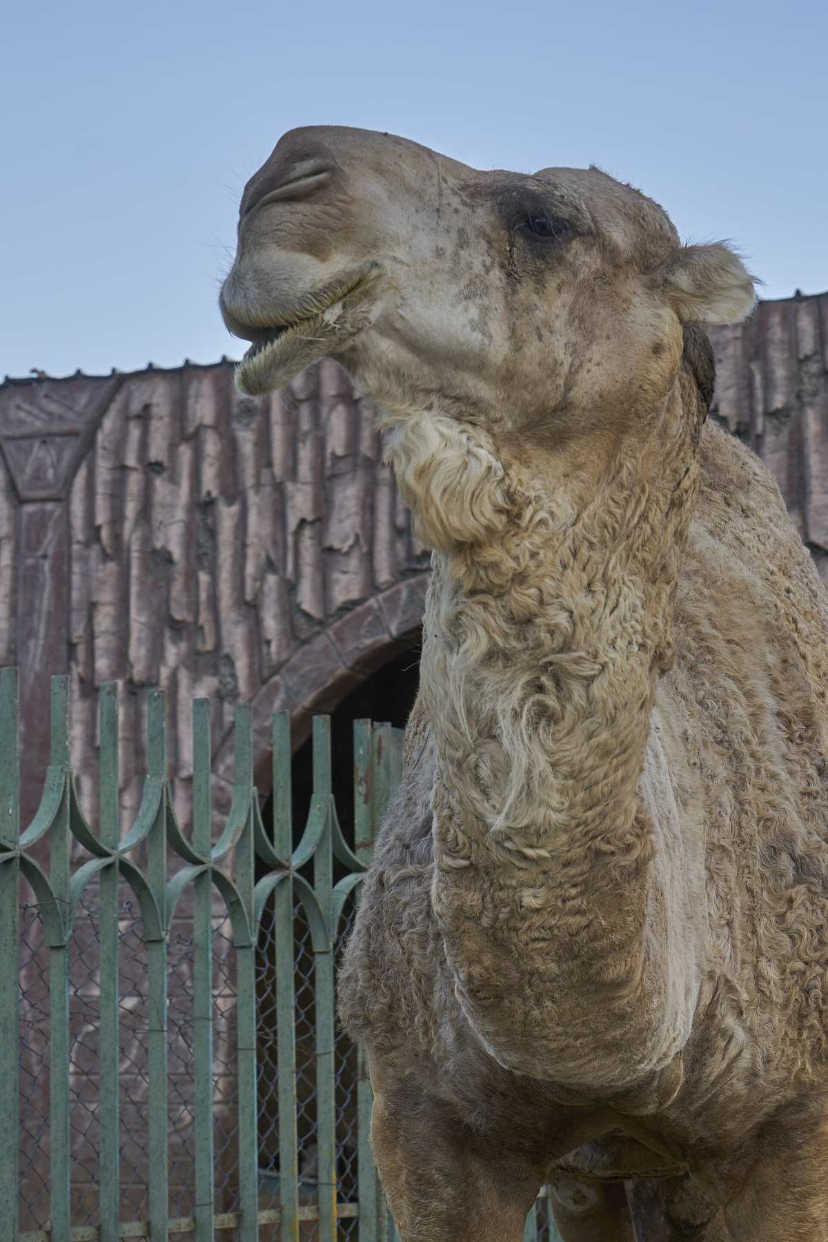 Taif Zoo — Taif Zoo Dromedary.jpg