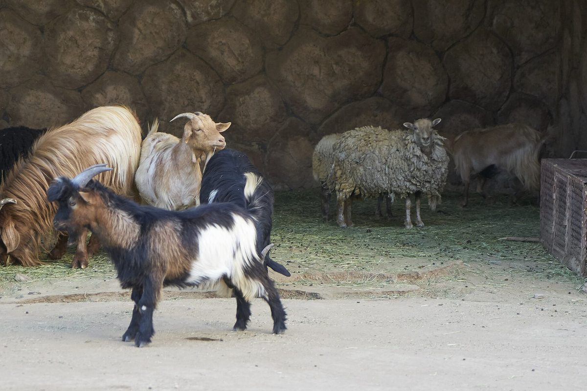 Taif Zoo — Taif Zoo Goat.jpg