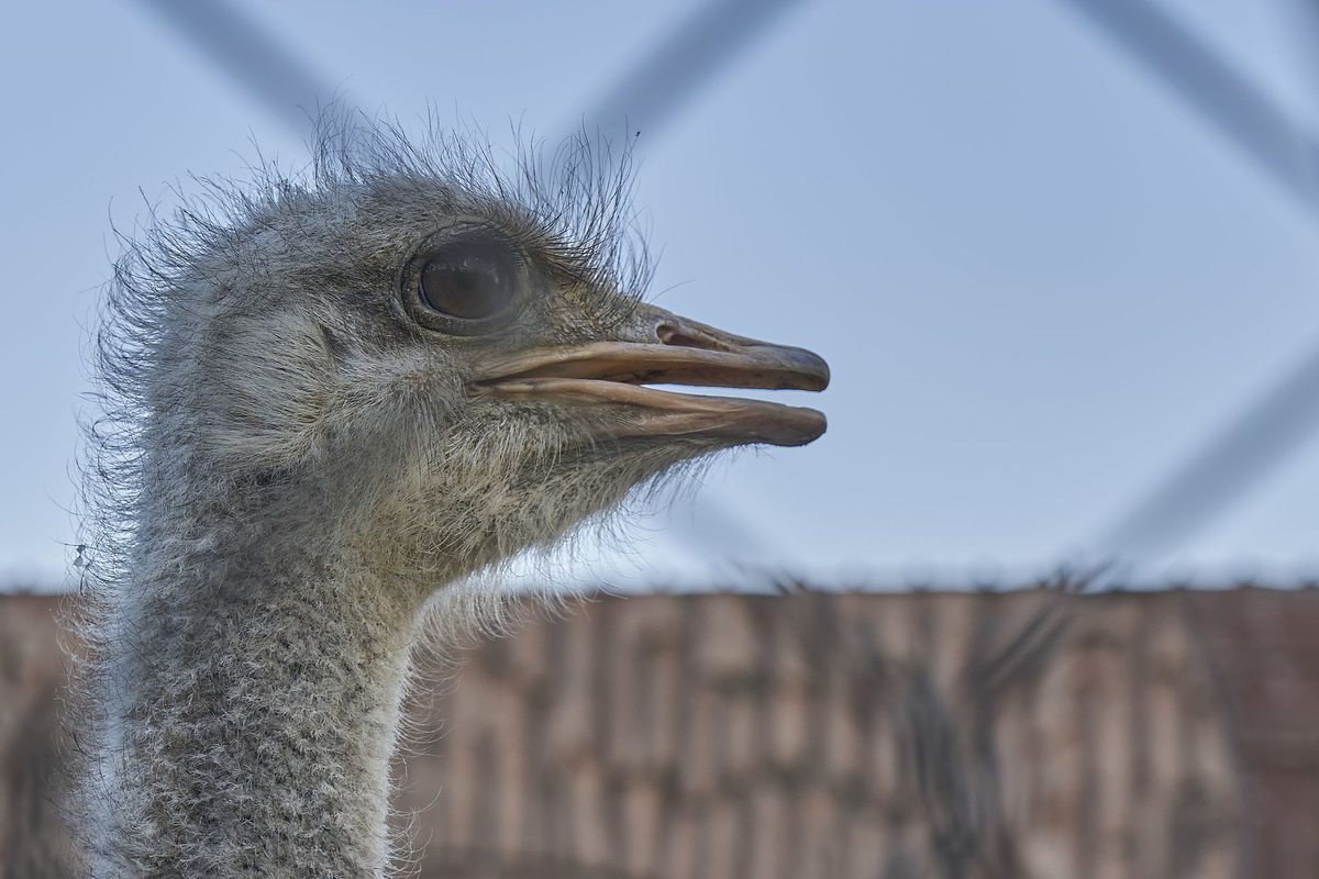Taif Zoo — Taif Zoo Ostrich Head.jpg