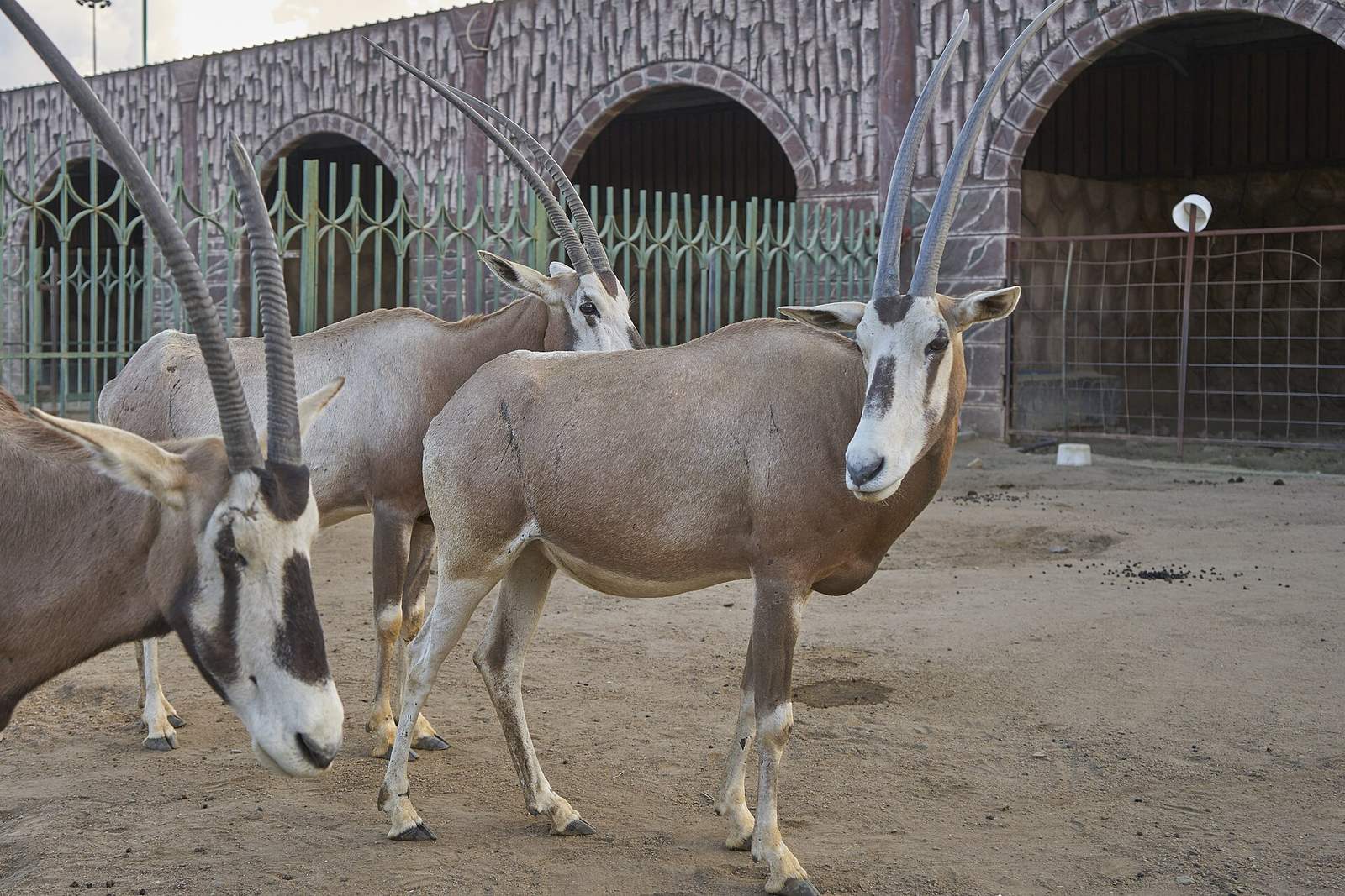 Taif Zoo — Taif Zoo Oryx.jpg