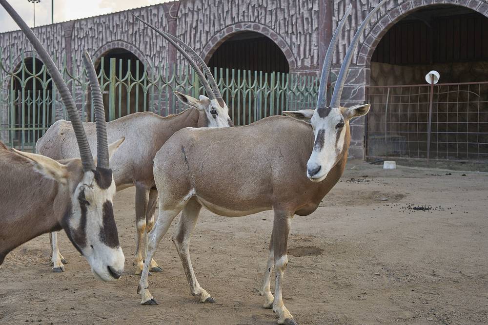Taif Zoo — Taif Zoo Oryx.jpg